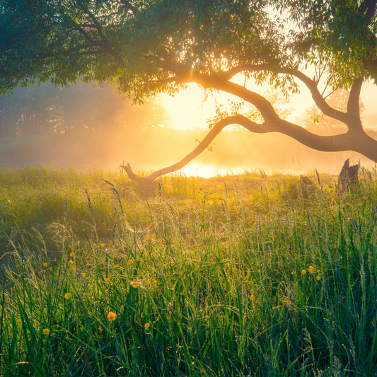 Why Natural Foods Matter During Cancer Treatment